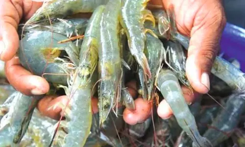 US Duty Threat: AP’s Aqua Exporters Seek Centre’s Intervention US Duty Threat: AP’s Aqua Exporters Seek Centre’s Intervention