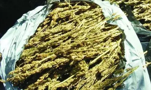 Four Get 10-Year Jail For Ganja Smuggling