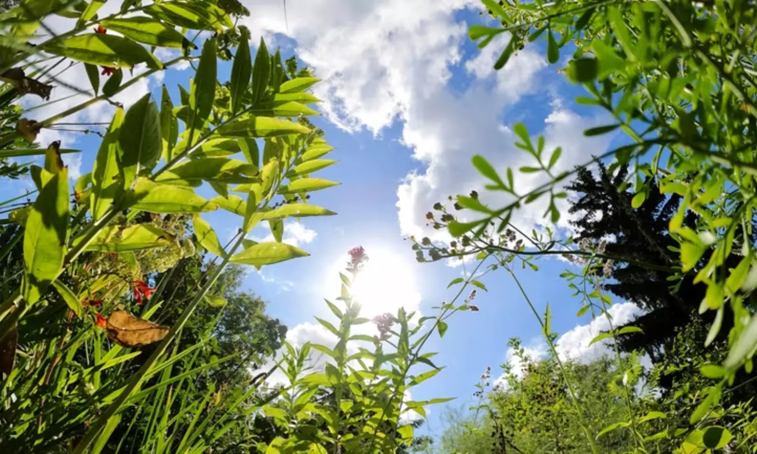 Middle Ages in Bloom: Berlin Garden Revives Ancient Herbal Traditions Middle Ages in Bloom: Berlin Garden Revives Ancient Herbal Traditions