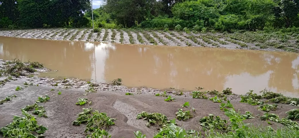 Heavy Rains Wreak Havoc on Standing Crops