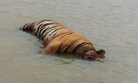 MP: Tiger Found Dead in MP Reserve, Paw Missing