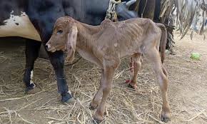 Temple Cow and Calf Pair Reported Missing by Devotee