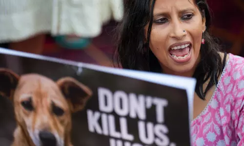 SC Allows Release of Sterilised Stray Dogs SC Allows Release of Sterilised Stray Dogs