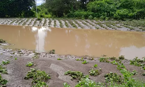 Heavy Rains Wreak Havoc on Standing Crops