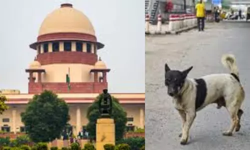 DC Edit | Stray Dogs Order By SC Welcome