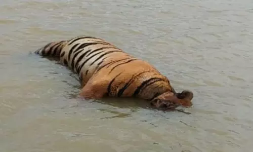 MP: Tiger Found Dead in MP Reserve, Paw Missing