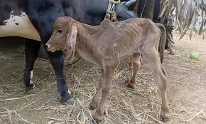 Donated Cow, Calf Pair Missing From Dwaraka Tirumala Temple Donated Cow, Calf Pair Missing From Dwaraka Tirumala Temple