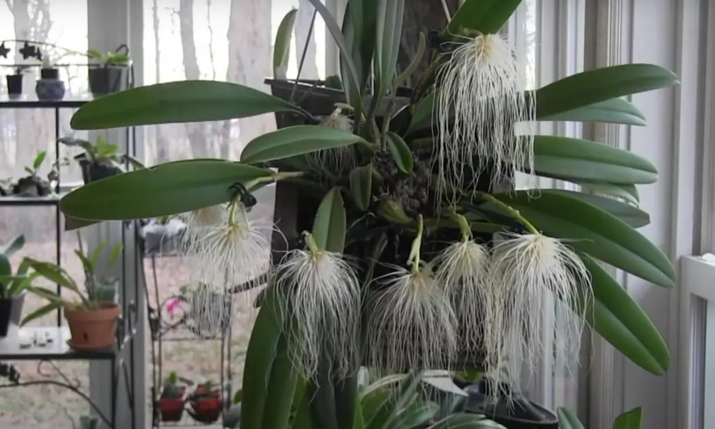 Rare Medusa Orchid Bloom Adds Splendour To Rani Chandramani Devi Park