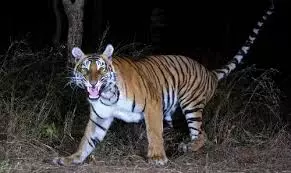 Tiger Creates Panic In Mancherial