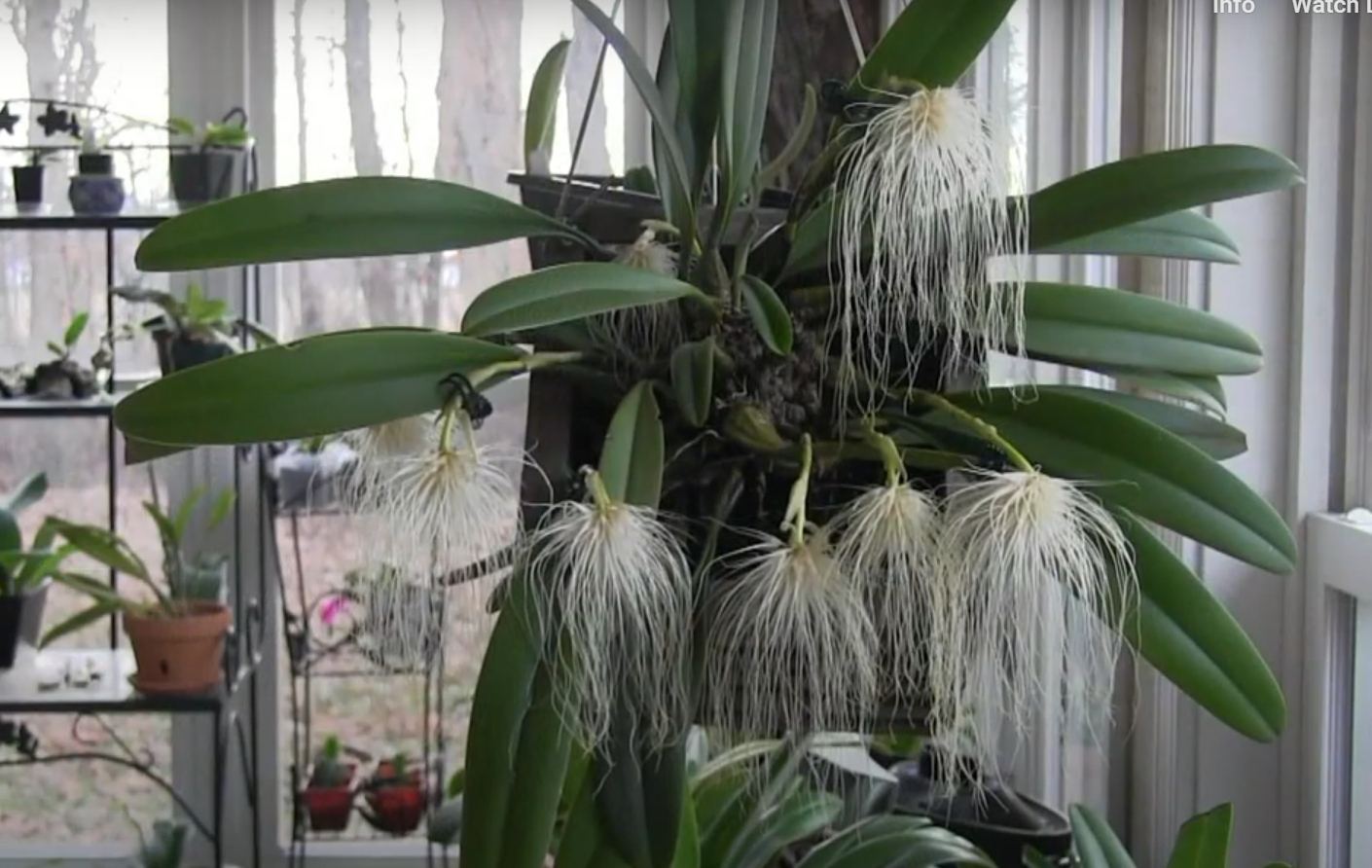 Rare Medusa Orchid Blooms in Visakhapatnam Park