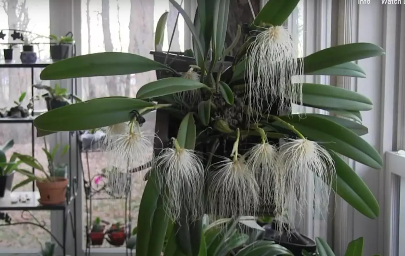 Rare Medusa Orchid Bloom Adds Splendour To Rani Chandramani Devi Park