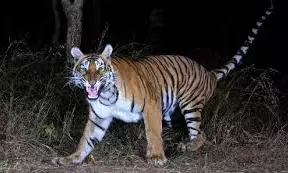 Tiger Creates Panic In Mancherial