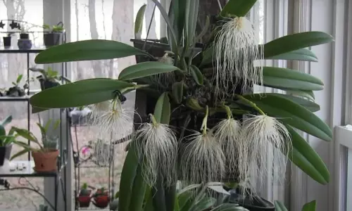 Rare Medusa Orchid Bloom Adds Splendour To Rani Chandramani Devi Park