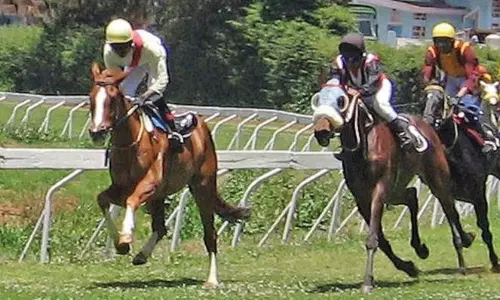 12 Horses Dead as Case Drags On