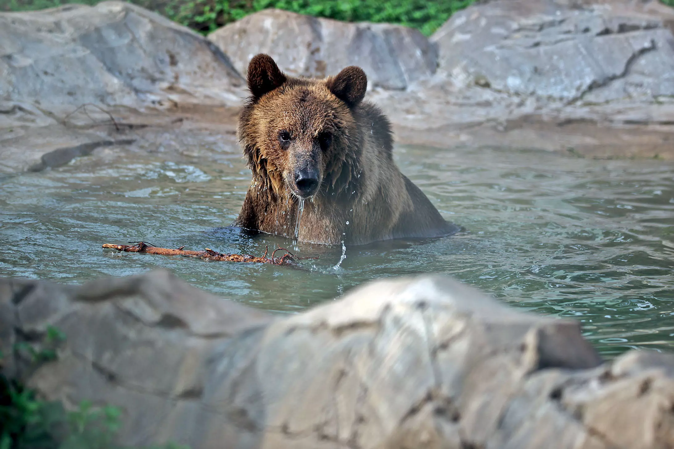 SC Sets Up SIT To Probe Operations of Anant Ambanis Vantara