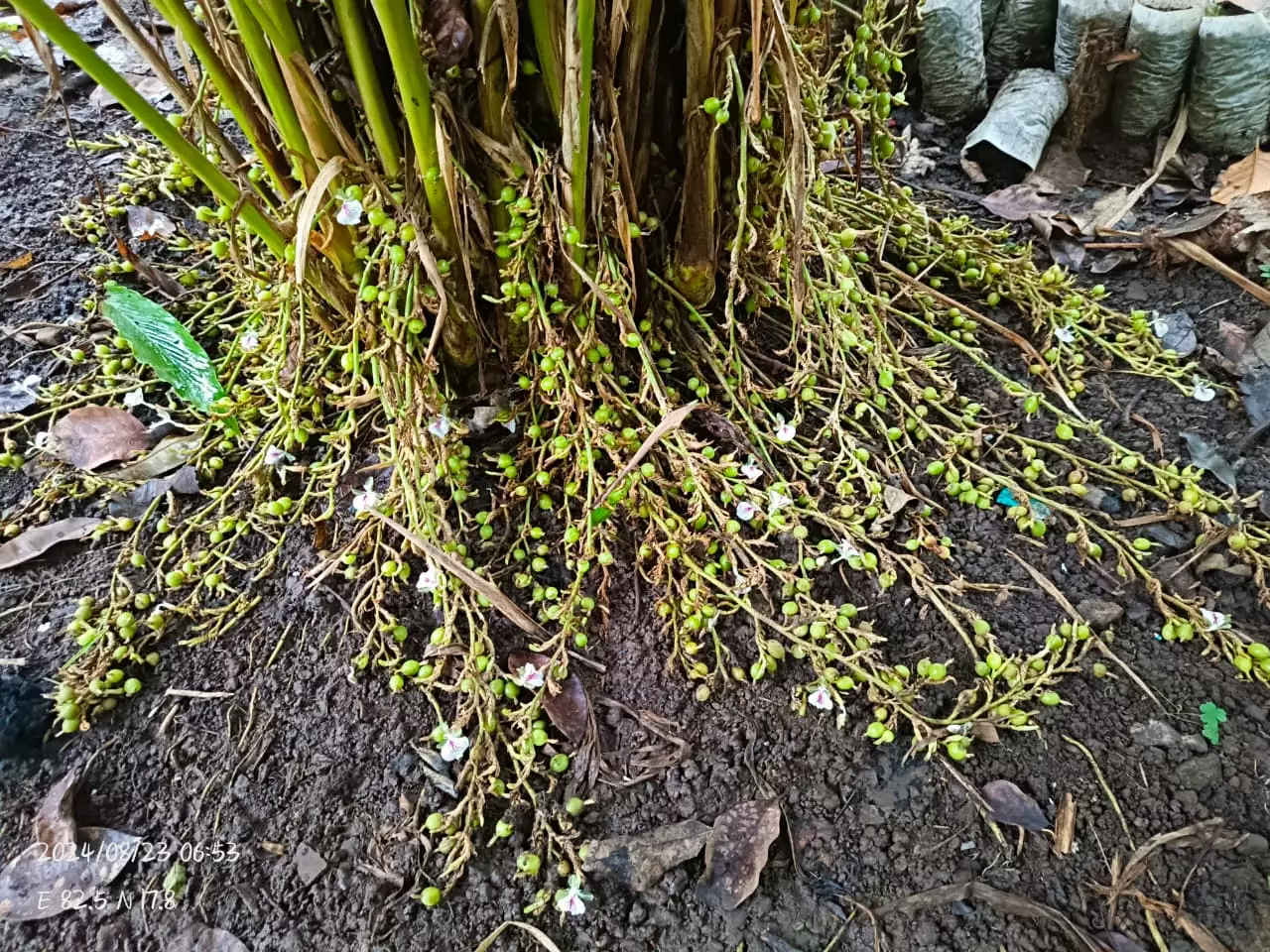 Tribal Farmers Of ASR District Exploring Cultivation Of Cardamom