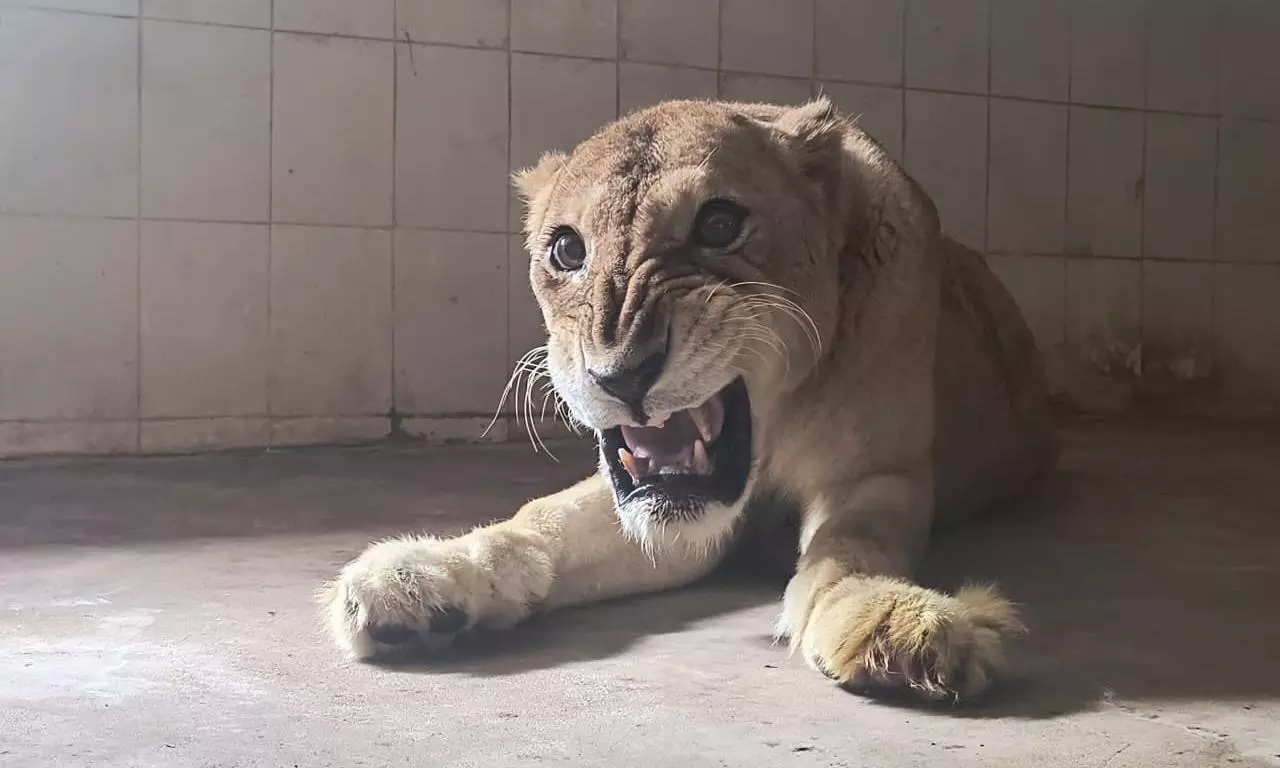 SVZP’s 23-Year-Old Lioness Indhu Passes Away Of Age-Related Ailments