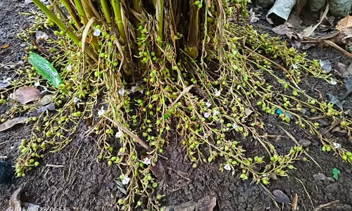 Tribal Farmers Of ASR District Exploring Cultivation Of Cardamom