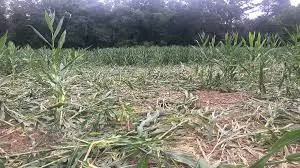 Heavy Rains Hit Farmers In Bidar; Crops In 12,000 ha Affected
