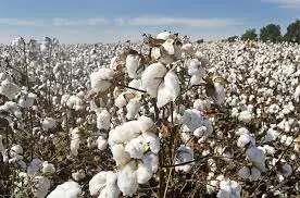 Cotton Import Duty Exemption Extended Till December