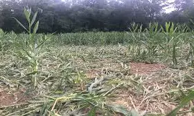 Heavy Rains Hit Farmers In Bidar; Crops In 12,000 ha Affected