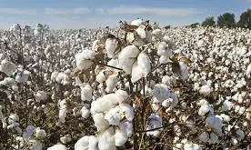 Adilabad Lets Cotton Sales Up To 12 Quintals Per Acre Adilabad Lets Cotton Sales Up To 12 Quintals Per Acre