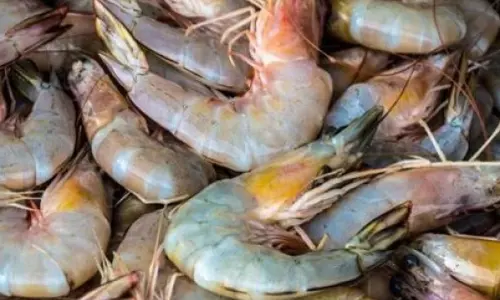 Policy Changes, Financial Interventions Sought to Address the US Tariff Crisis Policy Changes, Financial Interventions Sought to Address the US Tariff Crisis