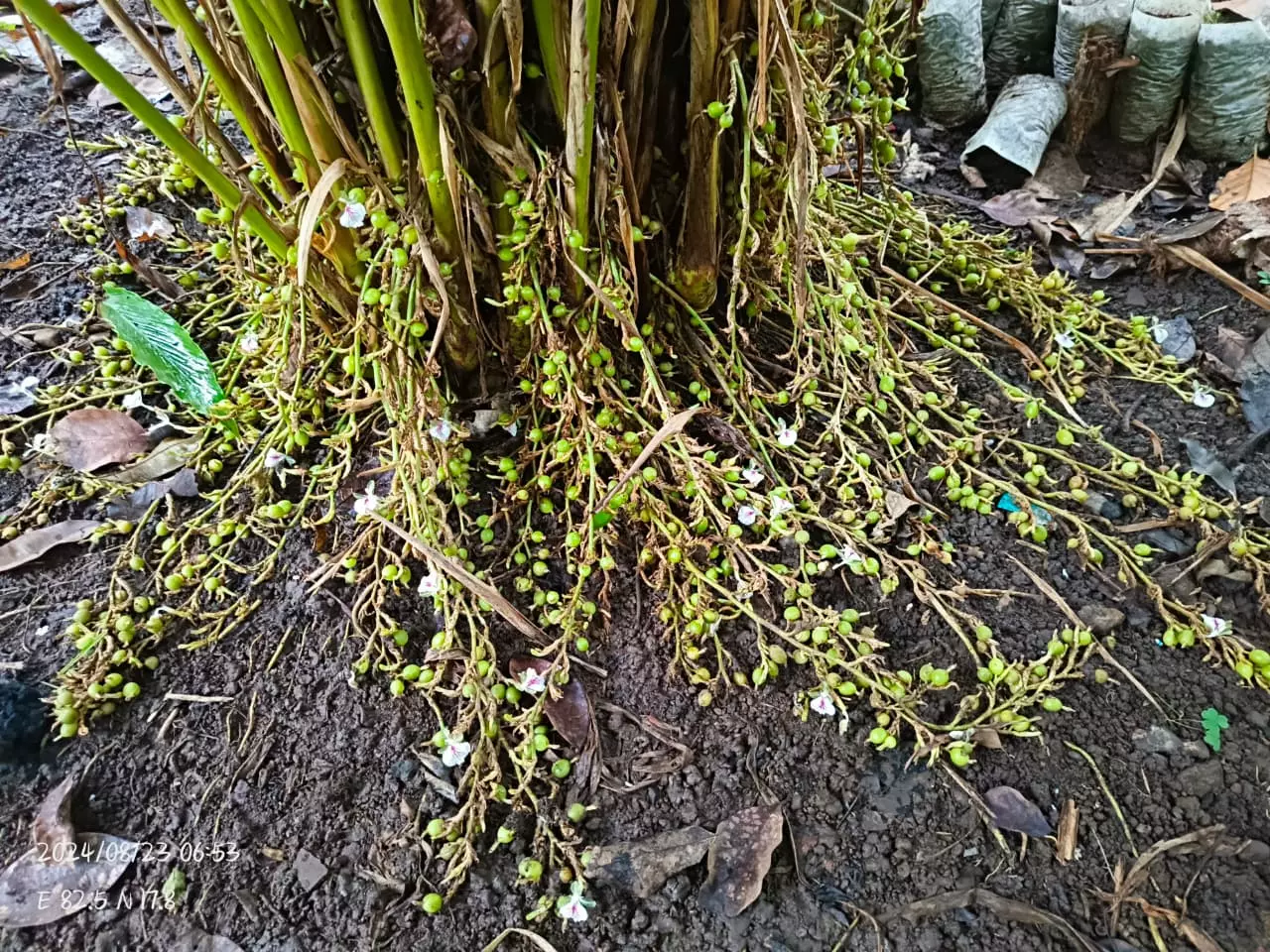 Tribal Farmers of ASR District Exploring Cultivation Of Cardamom