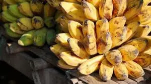 AP To Export 1.5 Lakh Tonnes Of Green Bananas To Middle East AP To Export 1.5 Lakh Tonnes Of Green Bananas To Middle East