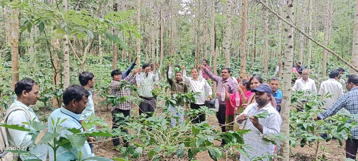 Berry Borer Pest Threatens Andhra’s Coffee Heartland