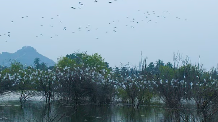 Elathur Lake in Tamil Nadu Designated as Biodiversity Heritage Site