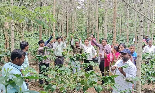Berry Borer Pest Threatens Andhra’s Coffee Heartland