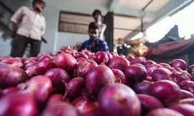Markfed Purchases 4,817 Quintals Of Onions: Official