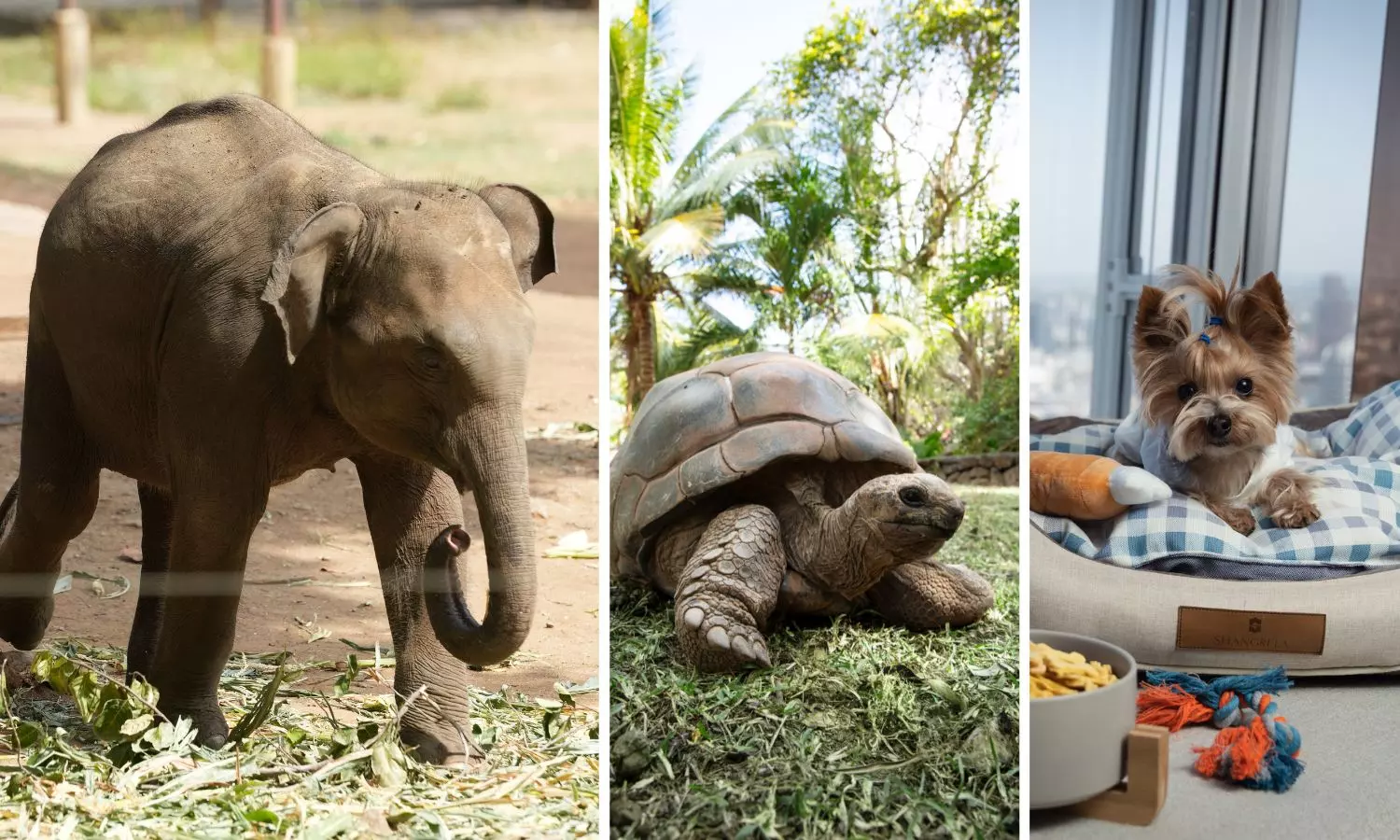 Paws, Shells & Trunks: Meet Shangri-Las Beyond the Human Staff Members