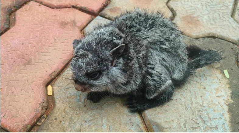 BSF Rescues Rare Giant Flying Squirrel in Odisha's Forest