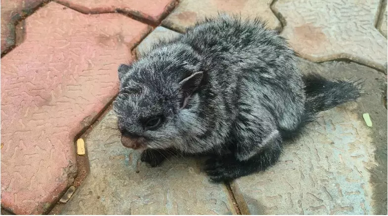 Odisha: BSF Personnel Rescue Rare Giant Flying Squirrel