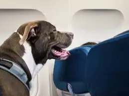 DGCA Proposes Allowing Service Dogs on Flights for Disabled Passengers DGCA Proposes Allowing Service Dogs on Flights for Disabled Passengers