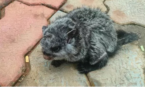 Odisha: BSF Personnel Rescue Rare Giant Flying Squirrel
