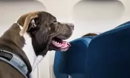 DGCA Proposes Allowing Service Dogs on Flights for Disabled Passengers