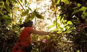 Coffee Board, DWMA Unite To Fight Berry Borer In Araku Coffee Board, DWMA Unite To Fight Berry Borer In Araku