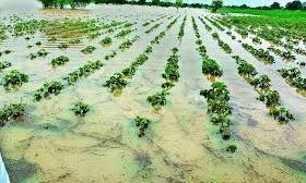 Karnataka Farmer Destroys Cotton Crop Due to Heavy Rains
