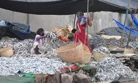AP Aquaculture Farmers Call On Centre To Exempt Seafood From GST AP Aquaculture Farmers Call On Centre To Exempt Seafood From GST