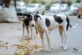 JUST SPAMMING | Making A Joke Of A Serious Issue Through Debate