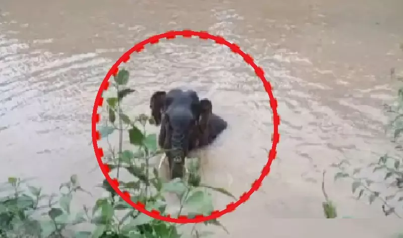 Young Elephant Gets Stuck In Odisha Canal, Saves Self After Hours Of Struggle