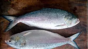 Bangladesh To Export 1200 MT of Hilsa Fish to India During Festive Season