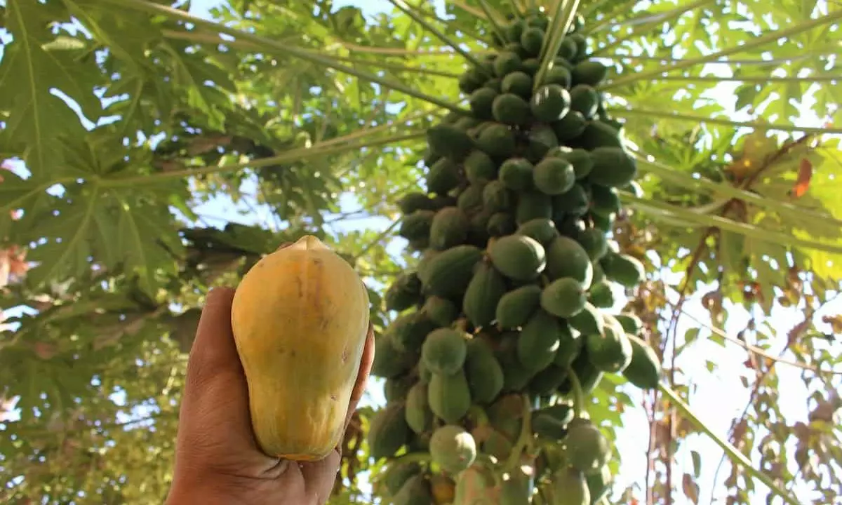 Papaya Prices Fall, Farmers Badly Hit Papaya Prices Fall, Farmers Badly Hit