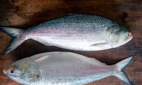 Bangladesh To Export 1200 MT of Hilsa Fish to India During Festive Season
