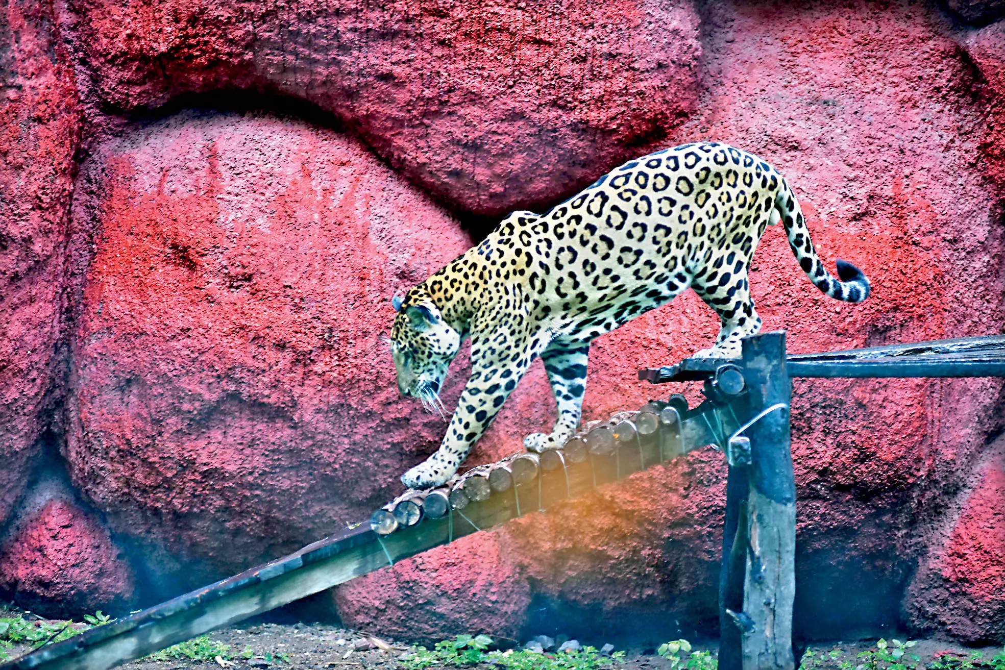 Nehru Zoo to Open at 11 a.m Tomorrow