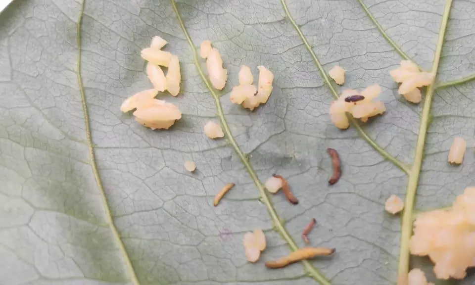 KGBV Students Protest Poor Quality Food