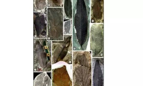 Nagaland Fossils Reveal How Antarctica Shaped Indian Monsoons Nagaland Fossils Reveal How Antarctica Shaped Indian Monsoons